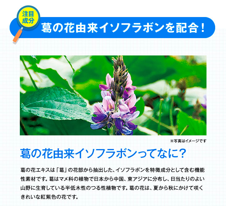 Onaka 60 pillbox